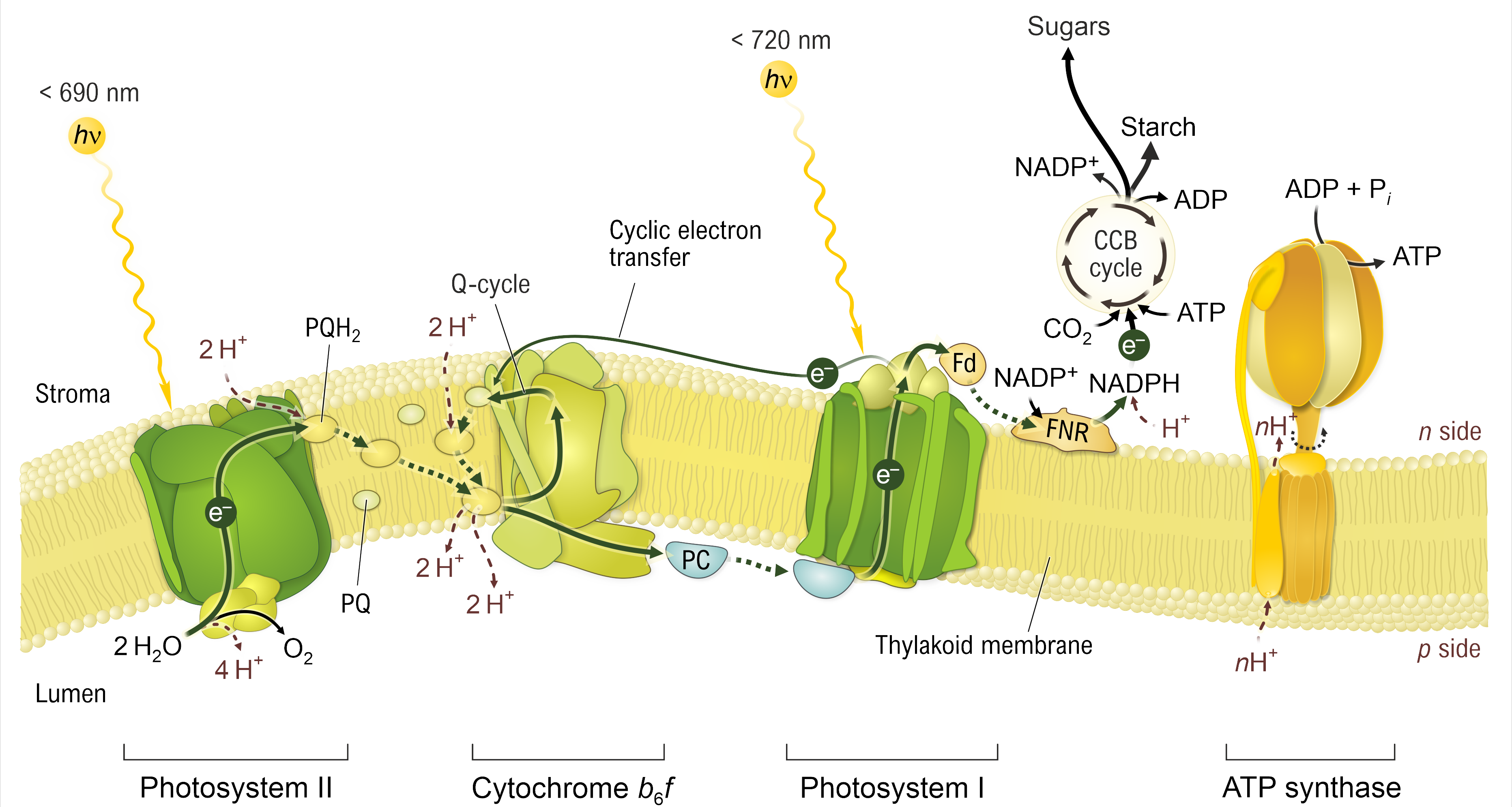 星品推薦 | Agrisera光合作用抗體（Global antibodies）